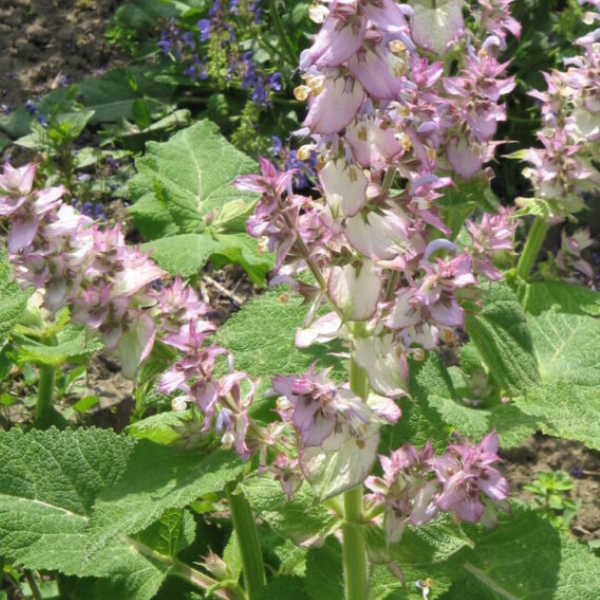 salvia sclarea