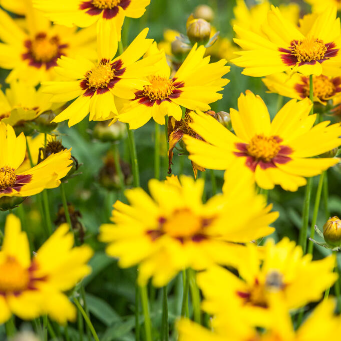 coreopsis sonnenkind