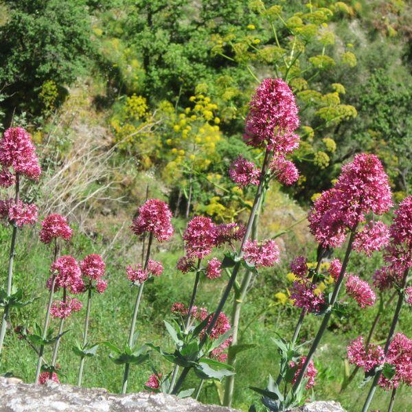 valeriana rossa