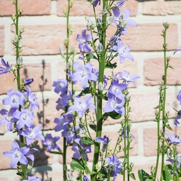 campanula gigante