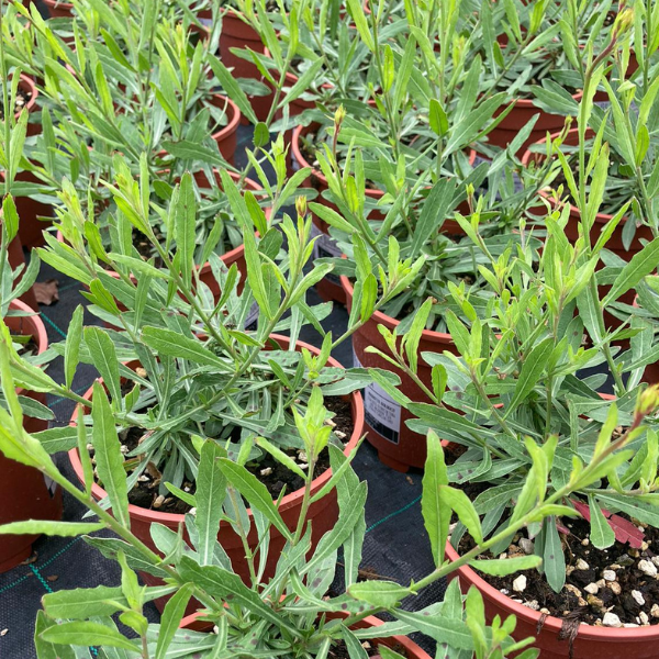 gaura bianca coltivazione