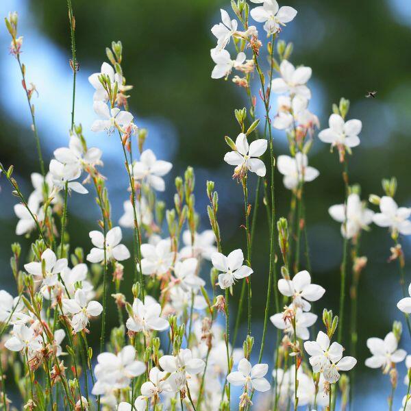 gaura bianca