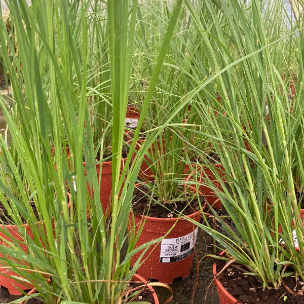 pampas rosa