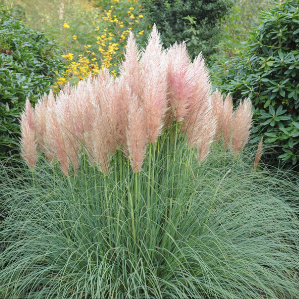 pampas rosa