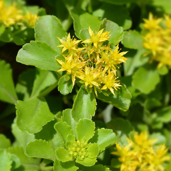 sedum giallo fiore