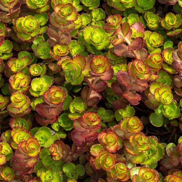 sedum rosso