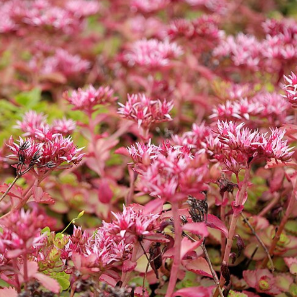 sedum rosso