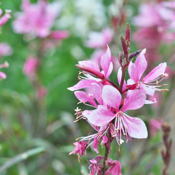 gaura