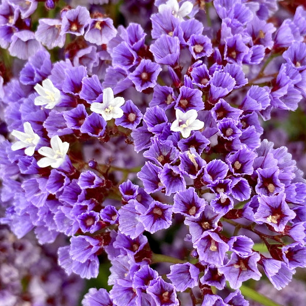 statice viola