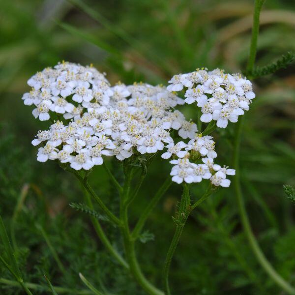 achillea
