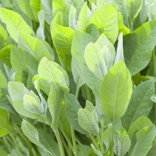 senape perenne
