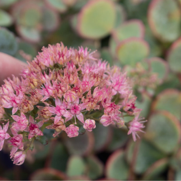 sedum rosa