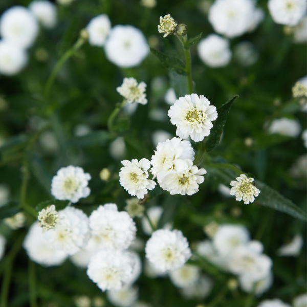 achillea pon pon