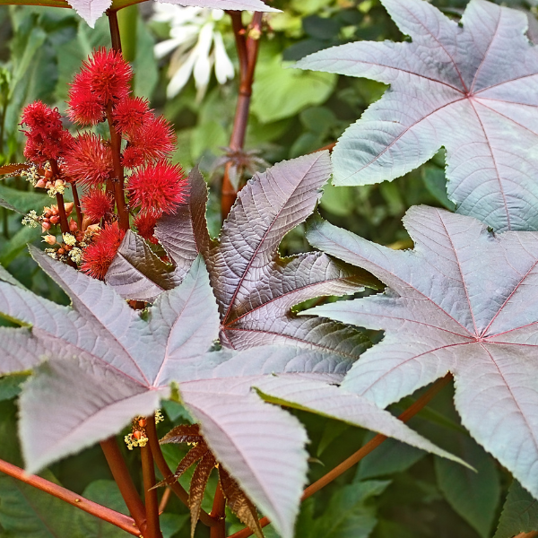 ricino rosso