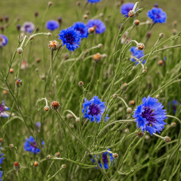 fiordaliso