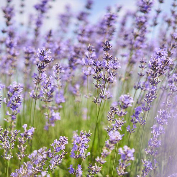 Lavendel