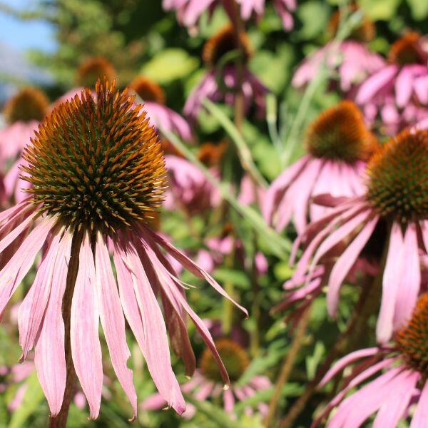 echinacea pallida