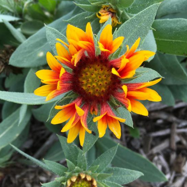 gaillardia rossa