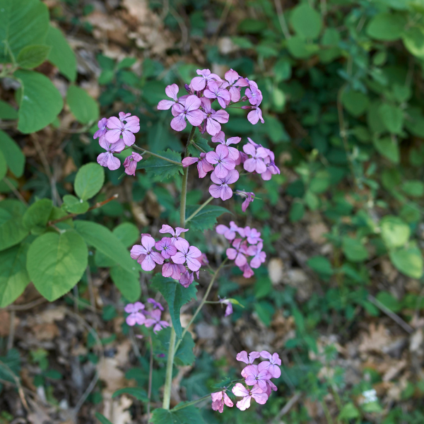 lunaria