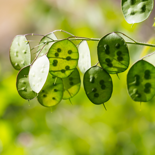 lunaria