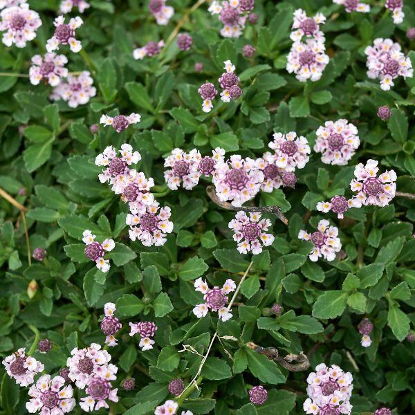 lippia tappezzante