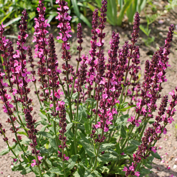salvia rosa