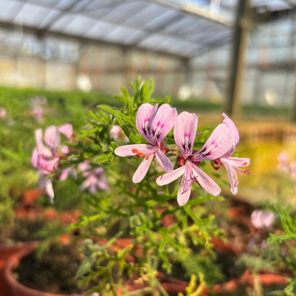 pelargonium radens