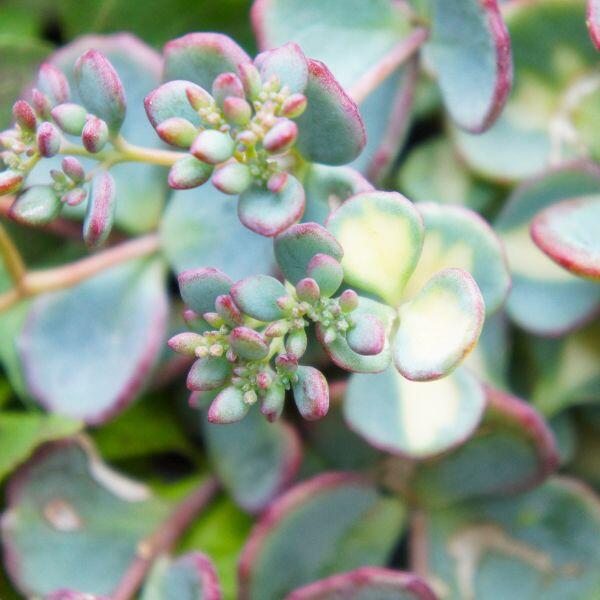 sedum rosa