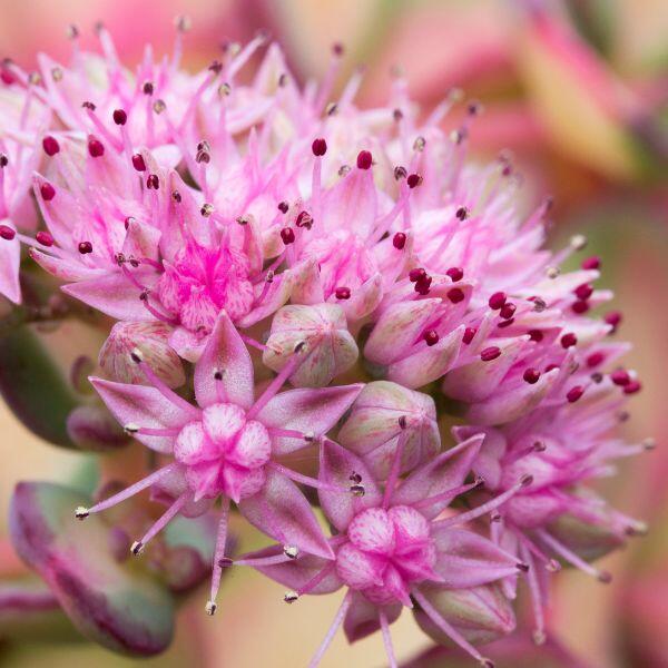 sedum rosa fiore