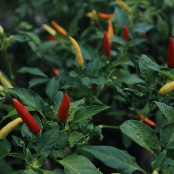 peperoncino piccante
