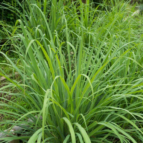 lemongrass