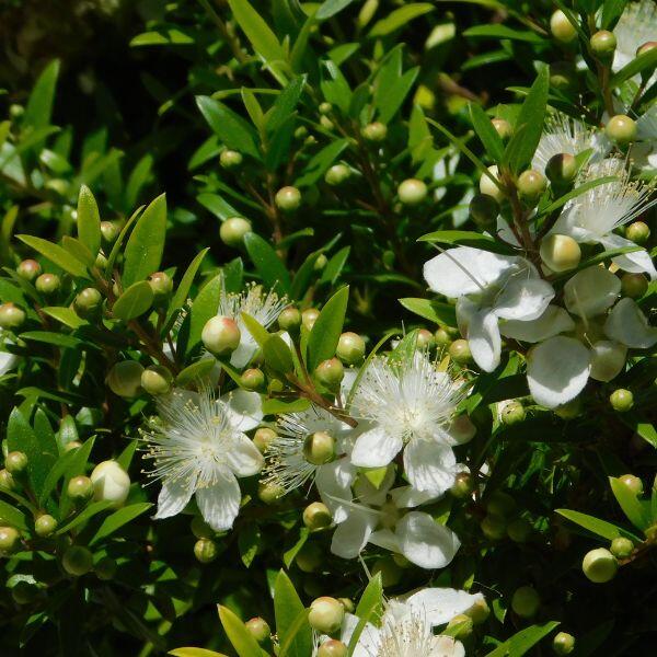 mirto microphylla