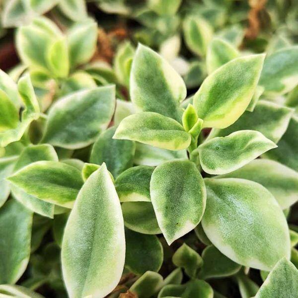 aptenia cordifolia variegata
