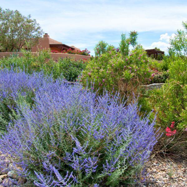salvia russa