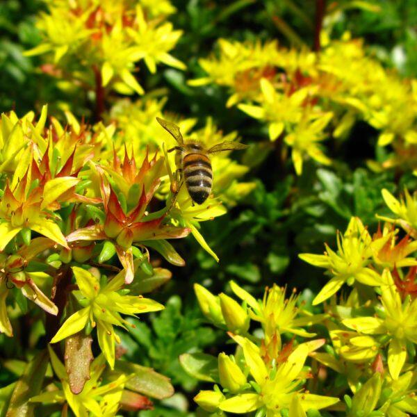 sedum giallo