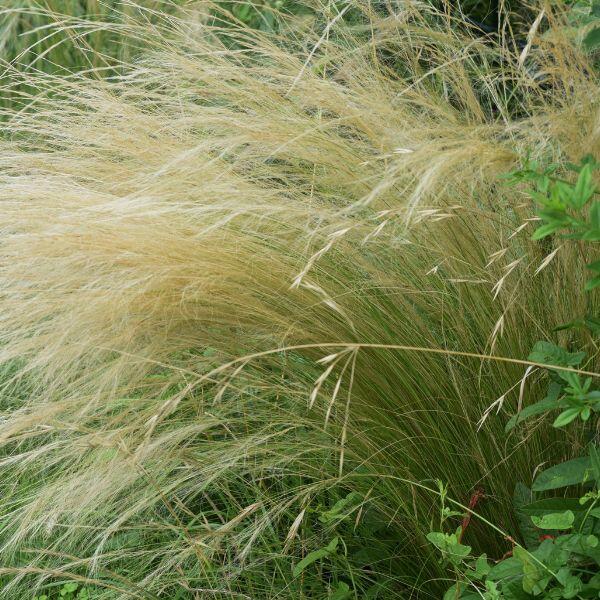stipa ichu