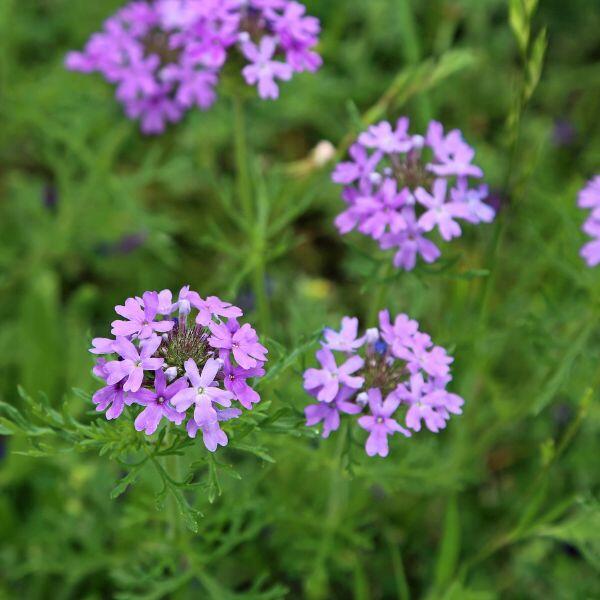 verbena tappezzante