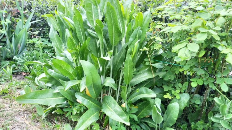 lepidium latifolium senape perenne